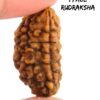 Original 1 Mukhi  Faced Neapli Rudraksha Round Bead One Mukhi from Nepal with Lab Report - Image 5