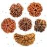 1 To 21 Faces Lord Shiva Rudraksha
