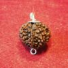 1 To 21 Faces Lord Shiva Rudraksha - Image 5